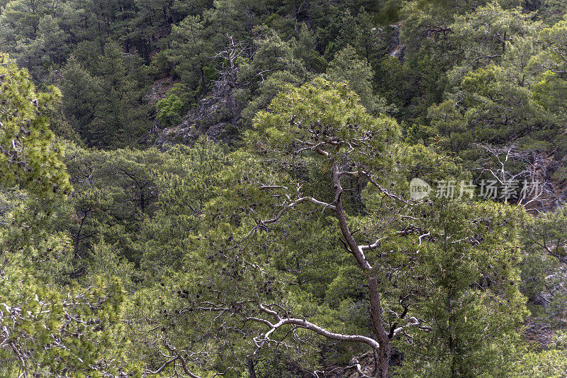 松树由著名的利西亚路行人步行步道feithiye至kas mugla turkey